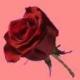 Girls, clubs, bars, escorts Regency Angels